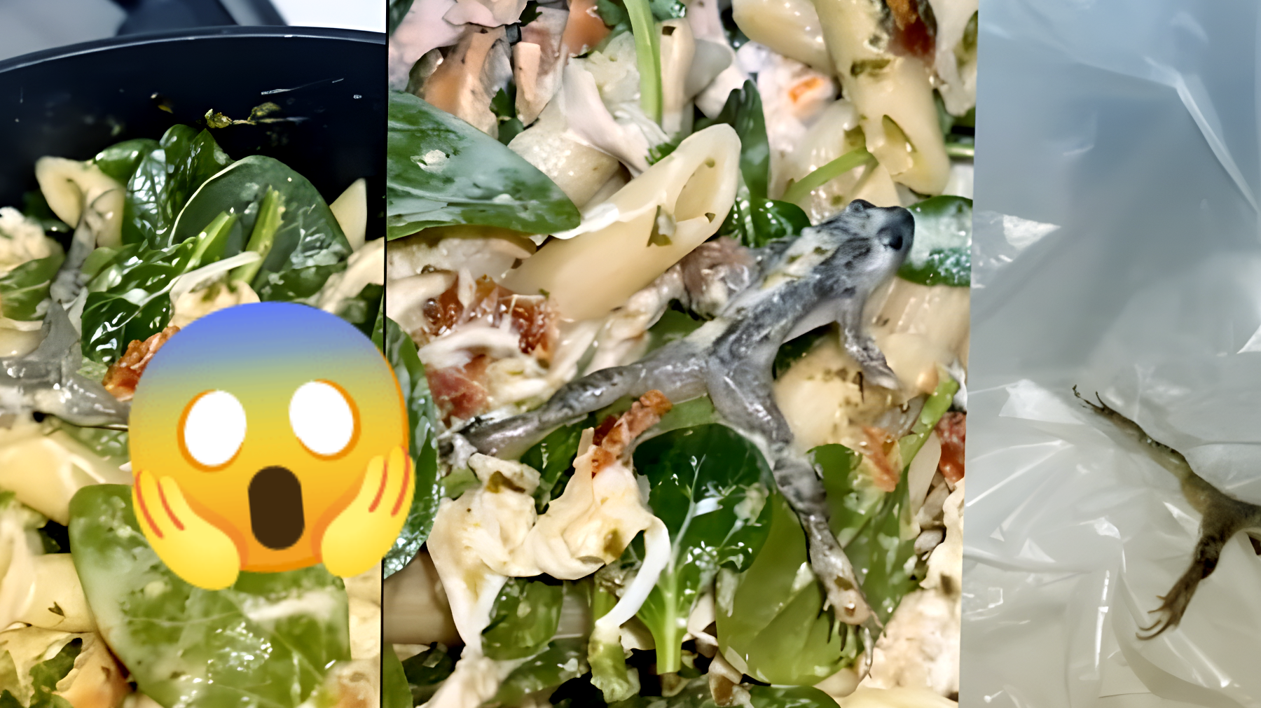 Horror al supermercato: tiktoker scopre una rana morta nella busta di spinaci. È troppo tardi per evitarlo!