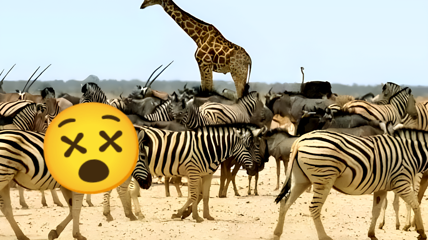 Sfida visiva: riesci a trovare il cavallo tra le zebre in soli 22 secondi?